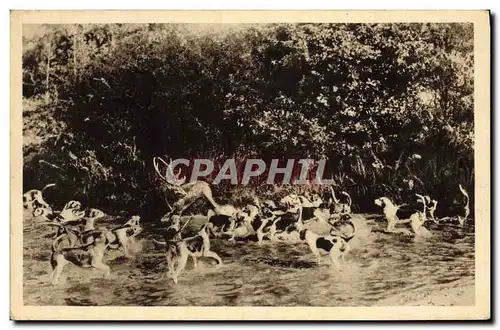 Cartes postales Chasse a courre Cheverny Bat l&#39eau Chien Chiens