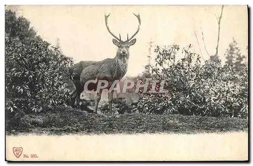 Cartes postales Chasse a courre Cerf