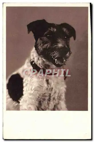 Cartes postales Chiens Chien