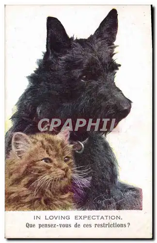 Cartes postales Chiens Chien Chat Chaton In loving expectation