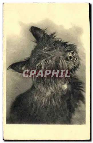 Cartes postales Chiens Chien