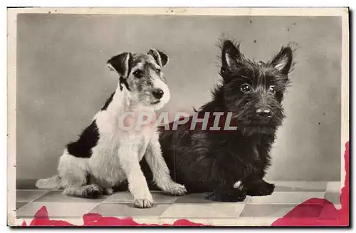 Cartes postales Chiens Chien