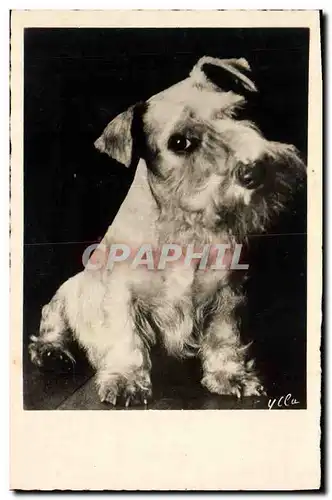 Cartes postales Chiens Chien