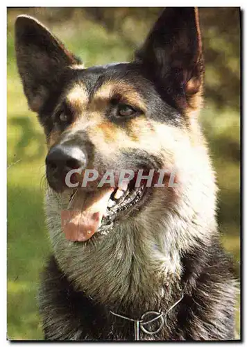 Cartes postales moderne Chiens Chien Berger allemand