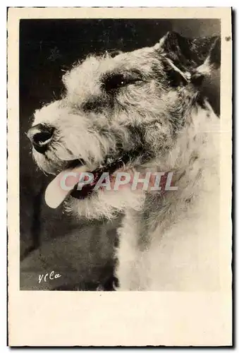 Cartes postales Chiens Chien