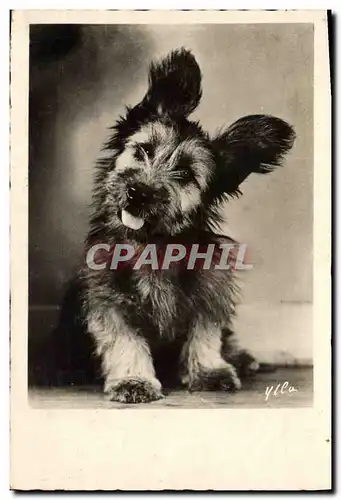 Cartes postales Chiens Chien