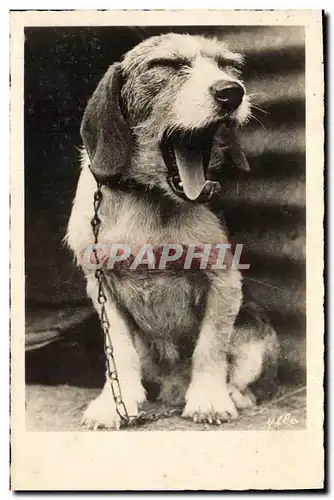 Cartes postales Chiens Chien