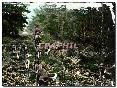 Cartes postales moderne Chasse a courre Foret de Troncais Chiens Chien