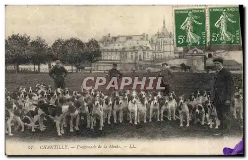 Cartes postales Chasse a courre Chantilly Promenade de la meute Chiens Chien