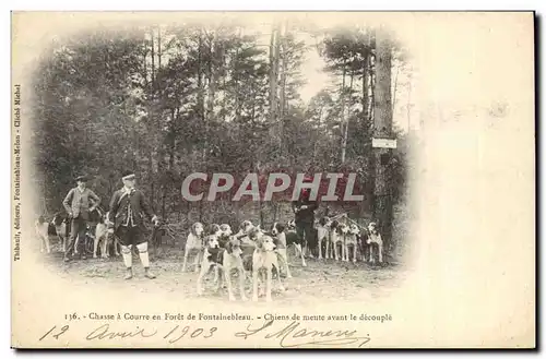 Cartes postales Chasse a courre en Foret de Fontainebleau Chiens de meute avant le decouple Chiens Chien
