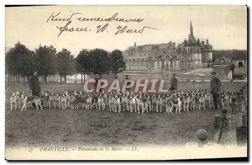 Cartes postales Chasse a courre Chantilly Promenade de la meute Chiens Chien