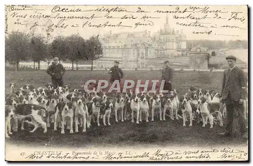 Cartes postales Chasse a courre chantilly Promenade de la meute Chiens Chien