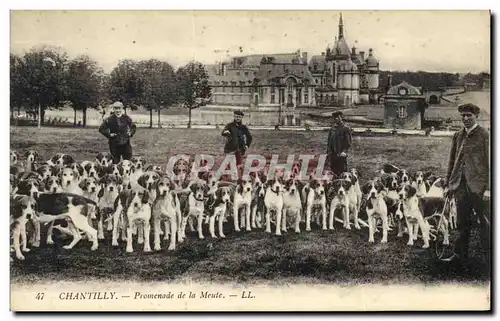 Cartes postales Chasse a courre Chantilly Promenade de la meute Chiens Chien