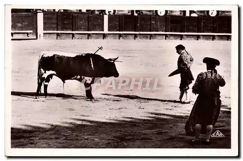 Cartes postales moderne Corrida Course de taureaux Apres l&#39estocade