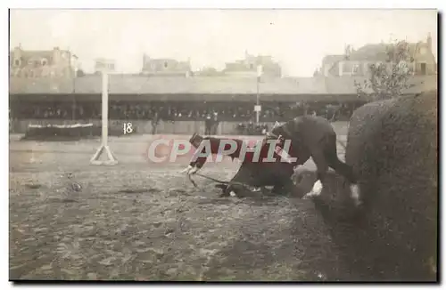 CARTE PHOTO Pau Hippisme Equitation