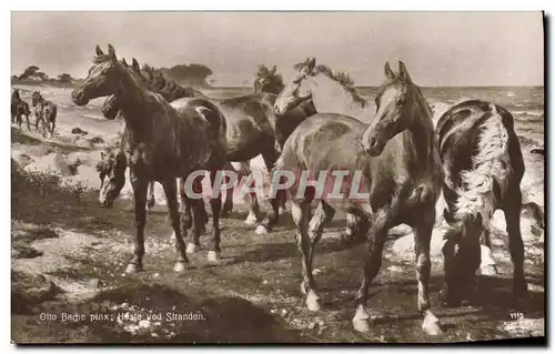 Ansichtskarte AK Hippisme Equitation Otto Bache Chevaux