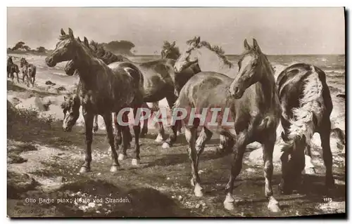 Cartes postales Hippisme Equitation Otto Bache Chevaux