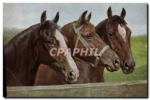 Cartes postales Equitation Hippisme Cheval
