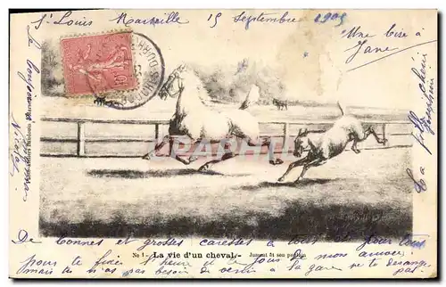Ansichtskarte AK Equitation Hippisme La vie d&#39un Cheval