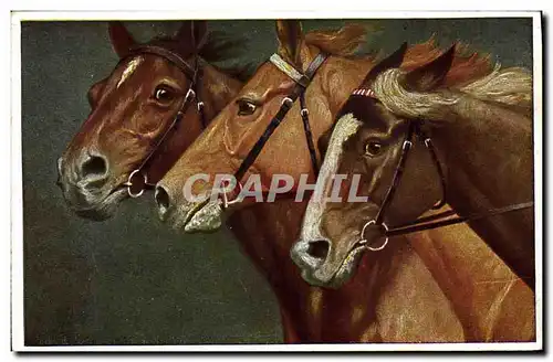 Ansichtskarte AK Equitation Hippisme Cheval