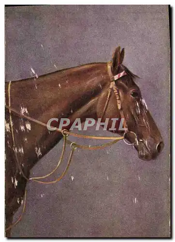 Ansichtskarte AK Equitation Hippisme Cheval