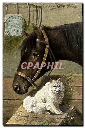 Cartes postales Equitation Hippisme Cheval Chien