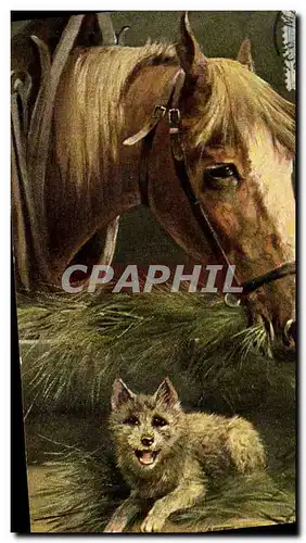 Cartes postales Equitation Hippisme Cheval Chien