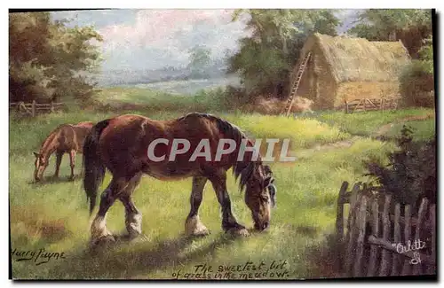 Cartes postales Cheval Equitation Hippisme Harry Payne