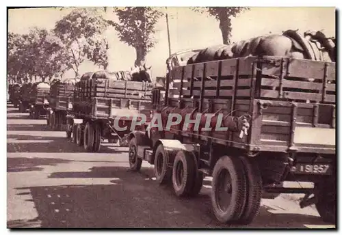 Ansichtskarte AK Cheval Equitation Hippisme Train des equipages militaires Transport des chevaux Militaria