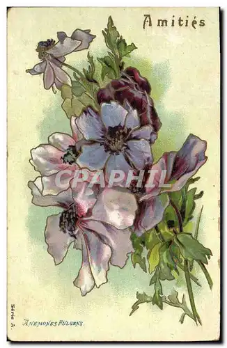 Cartes postales Fantaisie Fleurs Anemones Fulgens