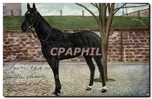 Cartes postales Cheval Hippisme Equitation