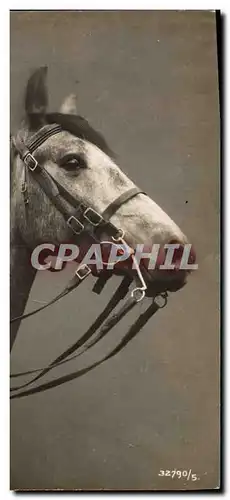 Cartes postales Cheval Hippisme Equitation