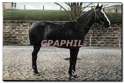 Cartes postales Cheval Hippisme Equitation