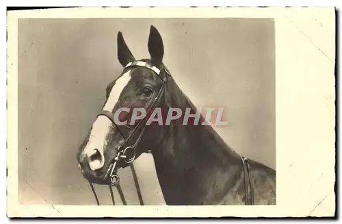 Ansichtskarte AK Cheval Hippisme Equitation