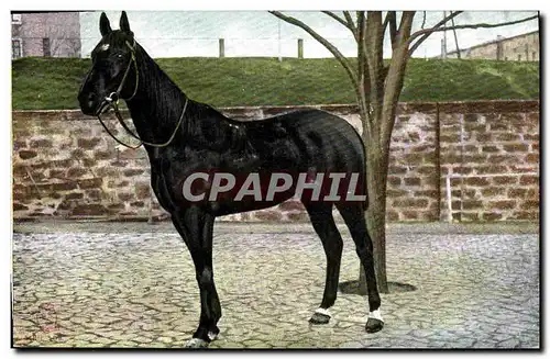 Cartes postales Cheval Hippisme Equitation