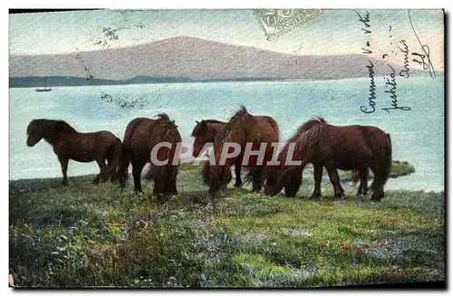 Cartes postales Cheval Hippisme Equitation