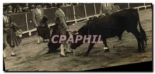 CARTE PHOTO Corrida Course de taureaux