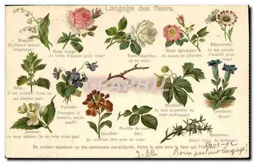 Cartes postales Fantaisie Langage des Fleurs