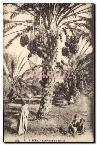 Cartes postales Palmiers Biskra Cueillette de dattes