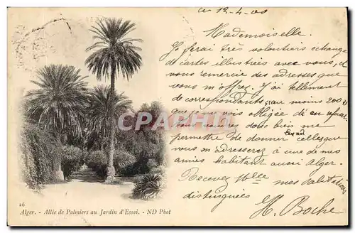 Ansichtskarte AK Palmiers Alger Allee des palmiers au jardin d&#39essai