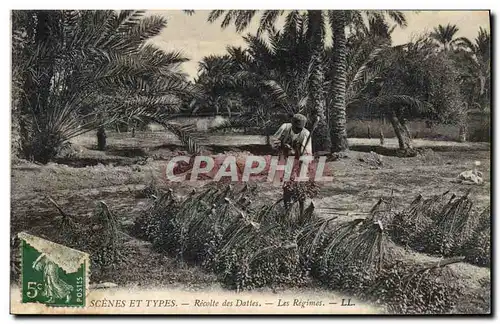 Cartes postales Palmiers Recolte de dattes Les regimes