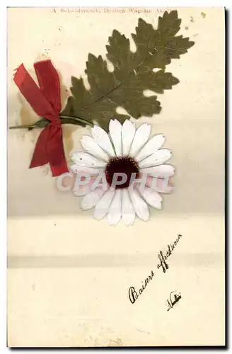 Cartes postales Fantaisie Fleurs
