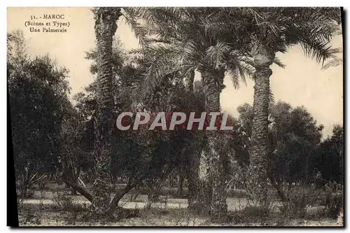 Cartes postales Palmiers Palmier Maroc Une palmeraie
