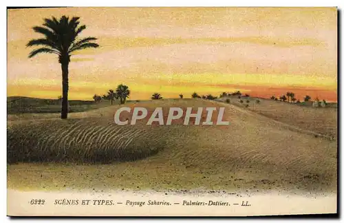 Cartes postales Palmiers Palmier Paysage saharien Palmiers Dattiers