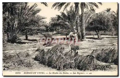 Cartes postales Palmiers Palmier La recolte des dattes Les regimes