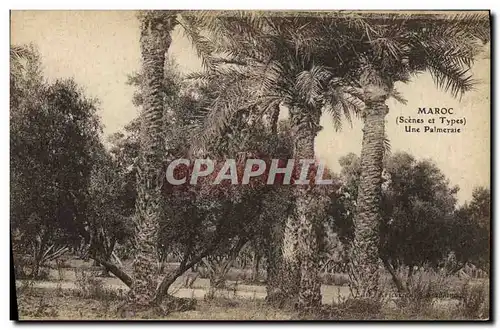 Cartes postales Palmiers Palmier Maroc Une palmeraie