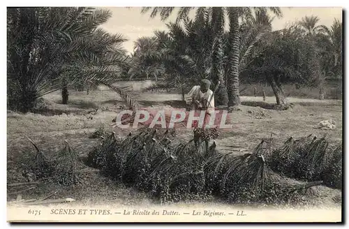 Cartes postales Palmiers Palmier La recolte des dattes Les regimes