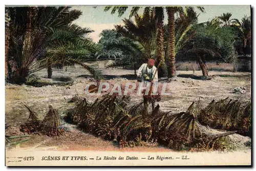 Cartes postales Palmiers Palmier La recolte des dattes Les regimes