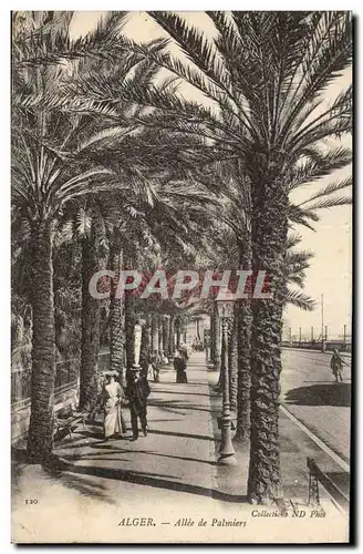 Ansichtskarte AK Palmiers Palmier ALger Allee de palmiers