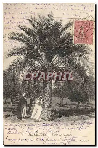 Cartes postales Palmiers Palmier Misserguin Etude de palmiers
